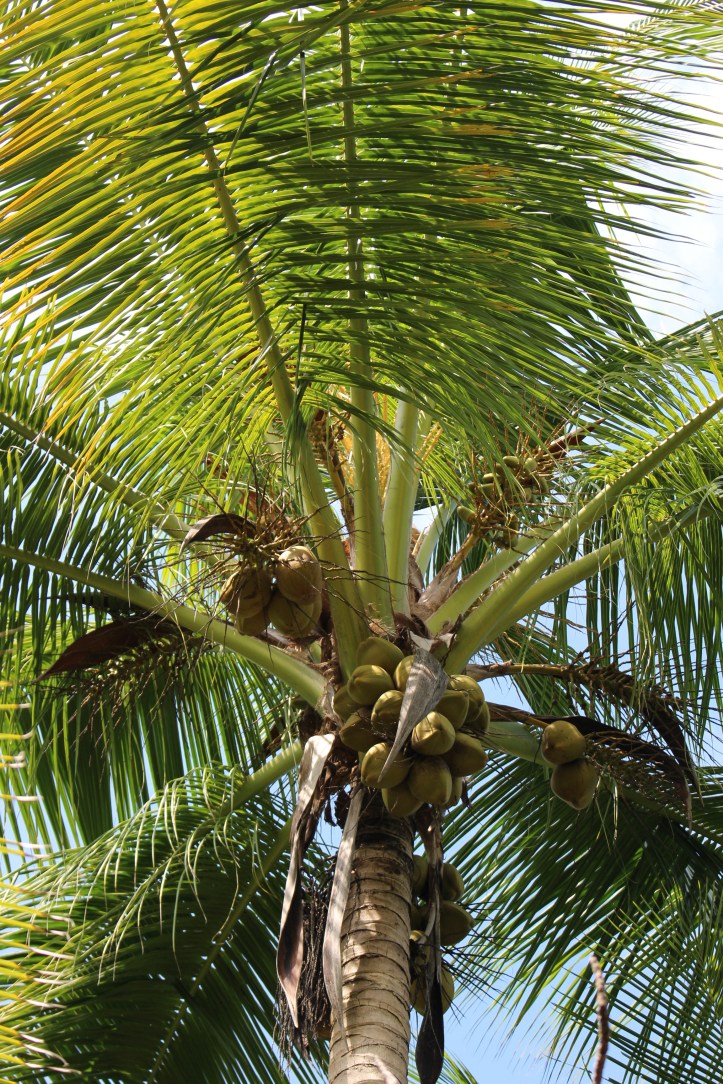 ants-view-costa-rica