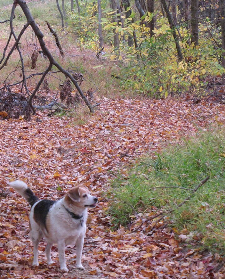 Cookie in Woods Athens 2012 POST.jpg